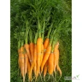 Sprzedam marchew - młode pęczki marchwi z certyfikatem eokologicznym.