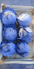 Sprzedam kapustę czerwoną z nalotem od 1.2 do 2.5 kg