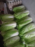 Sprzedam kapustę pekińska, główki około kilograma. Zdrowa, bez robaka czy innych chorób. Gwarancja czystej w środku ;) 