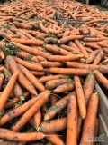 Sprzedam marchew handlową jadalną 2-4 cm oraz grubą 4cm+