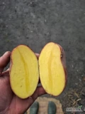 Sprzedam ziemniaki  odmiana  Esme  czerwona  skórka  żółte  w środku  kaliber  50+ ilość  2 t pakowane  w worki  15kg
