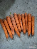 Sprzedam Marchew kaliber 3+