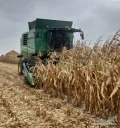 KOSZENIE KUKURYDZY