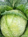 Sprzedam kapustę włoska ładna zdrowa czysta kal 1-2,5kg opakowanie do uzgodnienia więcej info tel