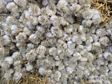 Czosnek harnas z łęta od 4,5 do 6  okolo 25tys 