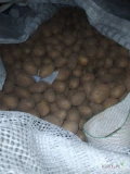 Sprzedam ziemniaki odmiany Soraya w kalibrażu 35-50.
