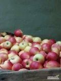 Sprzedam jabłka z chłodni: Jonagored, Idared, Eliza, Boskop za wagę w skrzyni. Okolice Sandomierza tel :575 719 923