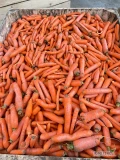 Sprzdedam marchew odsort, idealna na soki lub jako karma dla zwierząt. cena do ustalenia