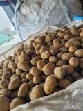  TIROWE ILOŚCI ziemniak Soraya z jasnej ziemi, Kalibr 50+, 