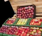 Sprzedam jabłka ekologiczne w jakości deserowej, a także na musy, soki, obieranie, odmiany: Champion, Prince, Golden Delicious, Red Cap,...