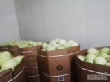 Sprzedam kapustę białą 0.5-3.5kg ilości paletowe tel. 601159904