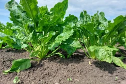 Profilaktyczne zastosowanie boru w uprawie buraka