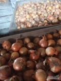 Sprzedam cebule żółtą ładna gruba z dobrą łuska zostało okolo50 ton 