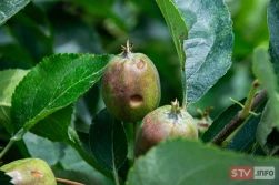 Sady sandomierskie ze szkodami gradowymi. Czy będzie pomoc? Co z owocami?