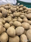 sprzedam ziemniaki. Odmiany GALA I BERNINA