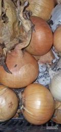 Sprzedam ilości tirowe cebuli żółtej 7+ na worek lub na obieranie