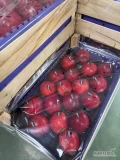 Sprzedam jabłko przygotowane Łuszczka 13 kg gotowe do załadowania na Egipt i w podobne kierunki 