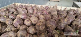Sprzedam buraka czerwonego, odmiana BORO, 24 tony, kaliber do 5 do 9. 
