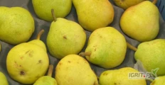 Kupie gruszke Williams bez kalibracie cena 1,50 zlote 1 kg  w skrynkach i gruszke komferencie cena 1,20 zlote 1 kg w szkrynkach  , 14 BRIX...