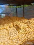 Posiadam na sprzedaż ziemniaki z własnego gospodarstwa odmiana soraya worki 15 kg 
