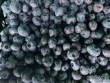 Sprzedam mrożoną borówkę amerykańską. Towar bez zanieczyszczeń. Pakowany w skrzynki 5kg.