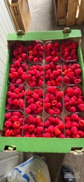 Sprzedam malinę tunelową w opakowaniu 250 gram ilość z jednego zbioru około 150 kg. 