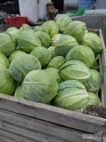 Sprzedam duże ilości kapusty białej na przemysł, główka twarda, zbita. Waga 2-5 kg. Posiada ślady po wciornastku. Odmiana Lotto....