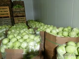 Kapusta biała market 1-2,5 1-,3,5 kg oraz przemysł. Szczegóły telefoniczne 