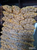 Sprzedam ziemniaka Denar i Impresja kal 50+ około 5t Impresji oraz około 5t Denara. 