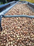 Kupię tirowe ilości cebuli na. Obieranie żółta pod stawiam transport kasa natychmiast 
