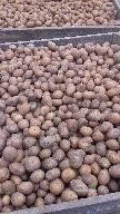 Sprzedam ziemniaki odmiana Tajfun kaliber 3-5 opakowanie big bag cena 1500zl tona 