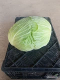 Sprzedam kapustę płaską gołąbkową główki od 1,5kg do 4kg duża ilość ok 40ton 