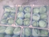 Sprzedam kapustę białą kaliber 1-3kg  jakość marketowa tel: 533046391