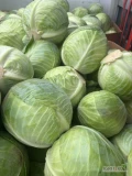 Sprzedam kapustę 1,5-3,5. Karton box