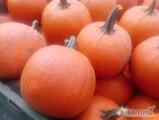 Sprzedam dynie Halloween odmiana Gladiator kaliber ilość opakowanie do ustalenia. Dynia ładna z zielonym ogonkiem wybarwiona cena do...