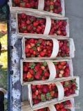 Truskawka Marmulada zrywana od 6:00 do kńca dnia około 1000 koszy cena za koszyk 23 zł