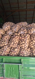 Sprzedam  ziemniaki odmiany Arrow i Riwiera kaliber 4+ ukopię na zamówienie do  około 300 worków 