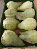 Sprzedam kapustę stożkową , kal. 0,8-1,8 . Towar z badaniami  i certyfikatem GG.