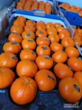 Do sprzedania ilości hurtowe marokańskiej mandarynki, odmiana Nadorcott, kaliber 1x i 1xx marki Dihya. Średnia waga netto-10 kg....