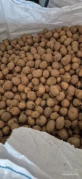 Sprzedam około 3 tony drobnego ziemiaka. Możliwy transport cały kraj. 
