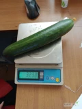 Dzień dobry, sprzedam ogórka szklarniowego w ilościach od 1 samochodu.