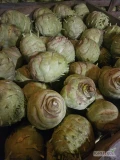Sprzedam kalarepę odmiany Kossak kaliber 1-3kg. Duże ilości cena oraz opakowanie do uzgodnienia.