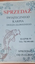 Sprzedam karpie na świeżo łowione z prywatnego stawu. Czysty zdrowy karp pod zamowienie.Zapraszam