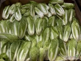 Sprzedam kapustę pekińską kaliber do 0,5kg. Po więcej informacji zapraszam pod nr tel600106901