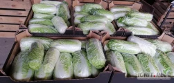Sprzedam paletowe ilosci kapusty pekinskiej 0,7-1,7kg 10-14 sztuk na 10kg 