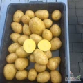 Sprzedam Ziemniaki żółte Gala 4,5 + Do mycia, obierania pakowania, big bag lub Luz,  ilości Tirowe.