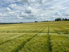Zakończenie procesu przejęcia przez RAGT działalności firmy Syngenta w zakresie nasion jęczmienia browarnego dwurzędowego