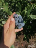 Sprzedam 230kg Borówki amerykańskiej, dzisiejszy zbiór tj 17.07, odmiana bluecrop oraz toro