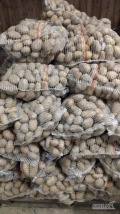 Sprzedam ziemniaki Catania 70 worków, ręcznie przebierane. 10 zł - worek