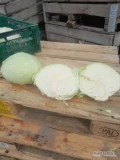 Sprzedam kapusta białą 1-3.5 kg   jakoś  market  i 30 t kapusy na przemysł 